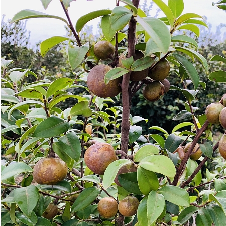 苦茶仔採收季開始了