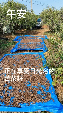 苦茶籽採收、撥殼、晒籽、榨油