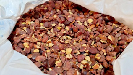 2023  苦茶油準備上市了